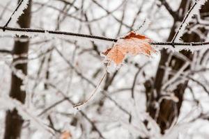 folhas de inverno cobertas de neve e geadas foto