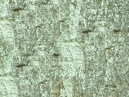 close-up do tronco da árvore para plano de fundo ou textura