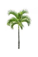 palmeira em fundo branco isolado foto