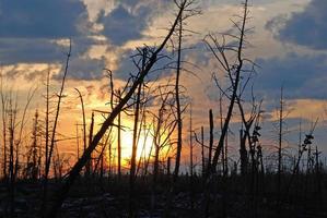 pôr do sol através uma fogo devastado panorama foto