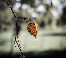 única folha seca em um galho de árvore foto