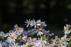 flores de camomila em um fundo escuro foto