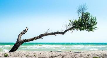 árvore curva na praia foto