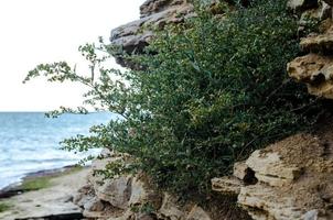 arbusto verde crescendo em pedras contra o mar foto