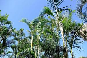 um grupo de palmeiras foto
