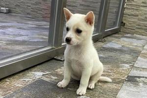 feliz jovem casal às cachorro abrigo adoção uma cachorro. pequeno cachorro às a abrigo parece com ter esperança. levar meu, eu sou a melhor. cachorro acima para adoção foto