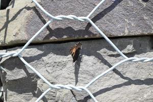borboleta em uma pedra parede foto