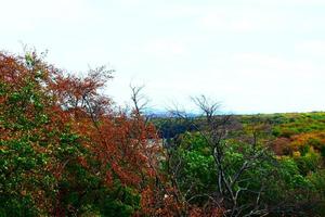 colorida outono floresta por aí laacher Vejo foto