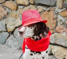 dálmata de chapéu vermelho e lenço foto