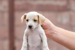 pessoa segurando um cachorro pelo pescoço foto