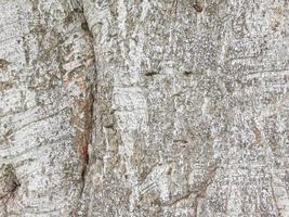 close-up de casca de árvore para plano de fundo ou textura