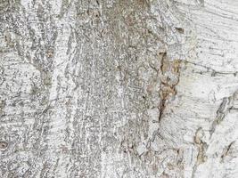 close-up de casca de árvore para plano de fundo ou textura