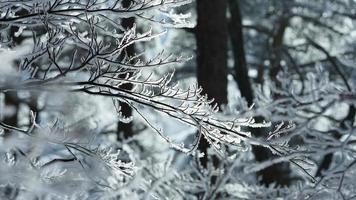 a congeladas inverno Visão com a floresta e árvores coberto de a gelo e branco neve foto