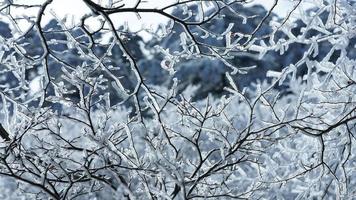 a congeladas inverno Visão com a floresta e árvores coberto de a gelo e branco neve foto