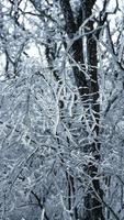 a congeladas inverno Visão com a floresta e árvores coberto de a gelo e branco neve foto