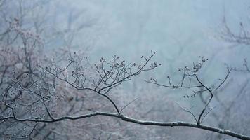 a congeladas inverno Visão com a floresta e árvores coberto de a gelo e branco neve foto