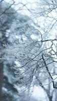 a congeladas inverno Visão com a floresta e árvores coberto de a gelo e branco neve foto