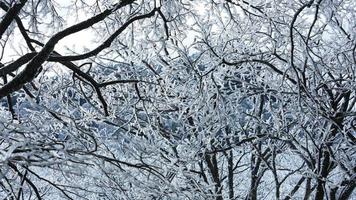 a congeladas inverno Visão com a floresta e árvores coberto de a gelo e branco neve foto