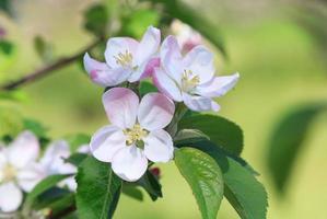 maçã árvore Flor às Primavera foto