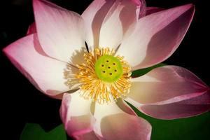 fechar-se Flor Rosa lótus isolado em a Preto fundo foto