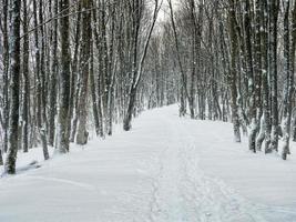 esvaziar beco dentro uma coberto de neve inverno floresta. foto