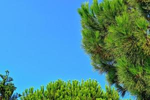 calma verão fundo com uma sem nuvens azul céu e verde árvores foto