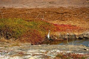 natural cenário lago em a espanhol canário ilha vovó canaria dentro maspalomas com água, dunas plantas e selvagem pássaros foto