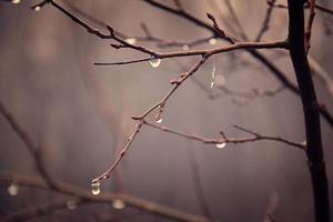 outono plantas com gotas do água depois de a novembro congelando chuva foto