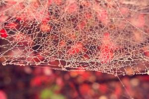 outono aranha rede dentro a névoa em uma plantar com gotas do água foto