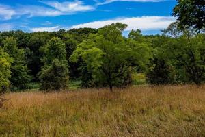 verão panorama com verde árvores, Prado, Campos e céu com branco nuvens foto