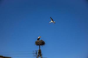 livre pássaros cegonhas em uma fundo do a azul céu dentro voar brigando para gniazo dentro a Primavera foto