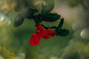 vermelho romã flor em uma árvore dentro a jardim em uma Primavera dia contra uma verde fundo foto