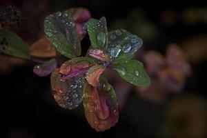 vermelho folhas do uma arbusto dentro a caloroso outono Sol depois de uma frio chuva foto