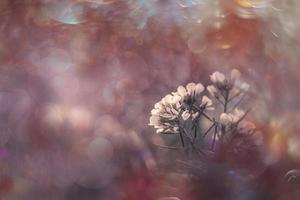 pequeno delicado outono flores dentro a jardim em uma fundo com bokeh foto