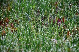 lindo verde jovem senhora com gotas do chuva brilhando dentro a Sol foto