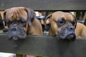 Castanho cabeça cachorro criador boxer olhando através uma de madeira cerca foto