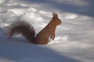 sqirrel dentro inverno foto