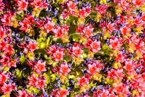 colorida flor fundo foto