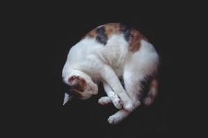 branco-vermelho dormindo gato em Preto suave isolado fundo foto