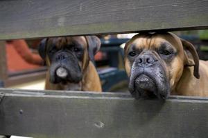 Castanho cabeça cachorro criador boxer olhando através uma de madeira cerca foto