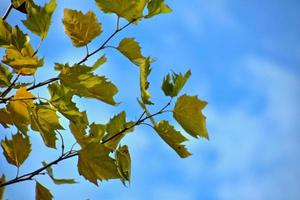 amarelo dourado outonal árvore folhas em uma fundo do azul céu e branco nuvens foto