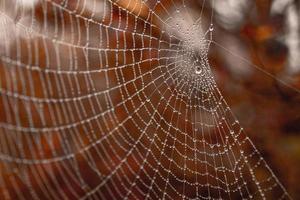 pequeno delicado água gotas em uma aranha rede dentro fechar-se em uma nebuloso dia foto