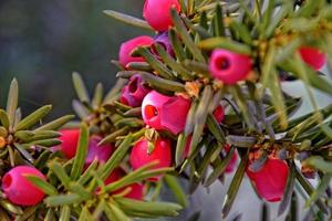 vermelho teixo fruta em a outono verde arbusto foto