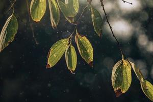 outono ouro Castanho folhas em uma árvore em uma ensolarado dia com bokeh foto