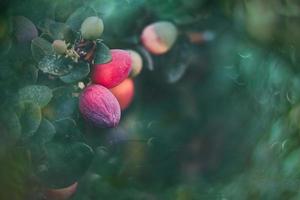 vermelho fruta em a videira em uma verde fundo dentro a parque foto