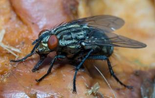 macro close-up de uma mosca doméstica ciclorrha, uma espécie de mosca comum encontrada em casas foto