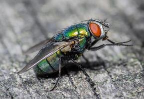 macro close-up de uma mosca doméstica ciclorrha, uma espécie de mosca comum encontrada em casas foto