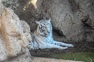 tigre branco no zoológico foto