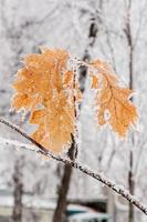 folhas de inverno cobertas de neve e geadas foto