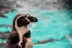 pinguim dentro a jardim zoológico foto